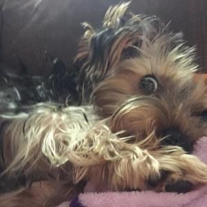 Meet your Posher, Amber